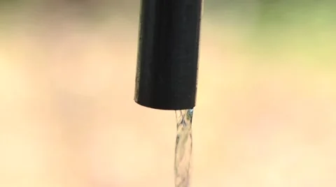 Wasp drinking watter Video stock 46427641