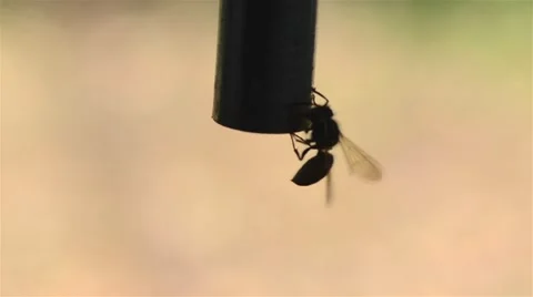 Wasp drinking watter Video stock 46427768
