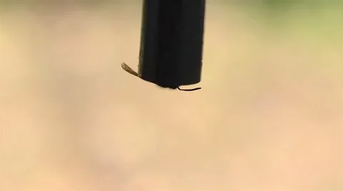 Wasp drinking watter Video stock 46429271