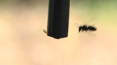 Wasp drinking watter Video stock 46429945