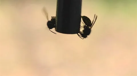 Wasp drinking watter Video stock 46430233