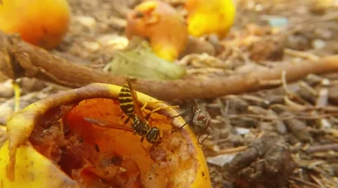 Wasp Drive Out Big Gray Fly Behind Fallen Pears and Insects Fly Macro Stock Footage 67191411