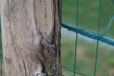 Wasp on dry tree trunk Stock Photos