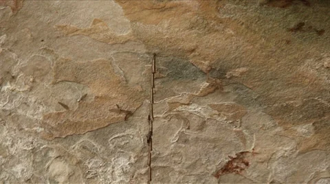 Wasp dwelling Stock Footage 37836954