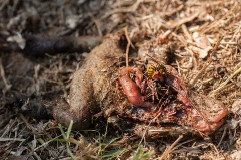 Wasp eating a dead toad Stock Photos