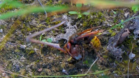 Wasp Eating a Grasshopper Leg Stock Footage 102744916