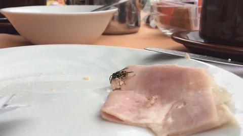 Wasp eating ham from breakfast and flying away Stockbeeldmateriaal 81355119