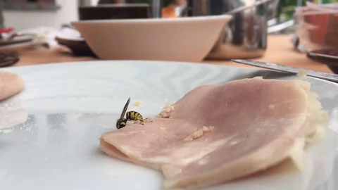 Wasp eating ham from breakfast and flying away Stockbeeldmateriaal 81355152