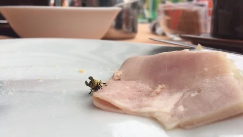Wasp eating ham from breakfast Stockbeeldmateriaal 81355127
