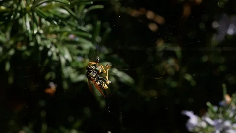 A wasp eating an insect trapped in a spider web Stock Footage
