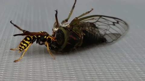 Wasp eating a moth Stock Footage 237005247