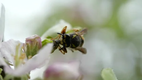 Wasp eating prey 2 Stock-Footage 136227701