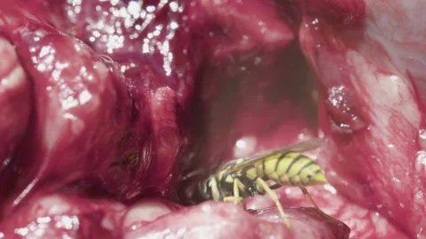 Wasp eating red meat, bee eating red meat Stock Footage 219956338