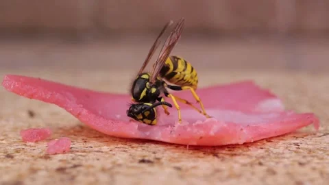 Wasp eating a slice of fresh meat on the table Video stock 336936890