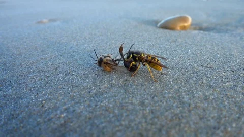 A wasp eats a bee on the sand by the sea Stock Footage 81469307