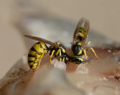 Wasp eats fish meat. macro Foto stock