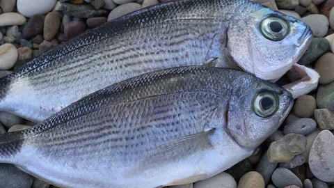 Wasp Eats Fresh Fish Meat Stock Footage 121402733