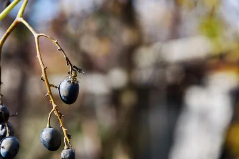Wasp eats fruit grapes closeup Stock Photos