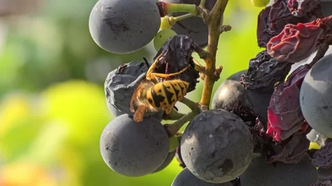 The wasp eats the grapes Stock Footage 283466854
