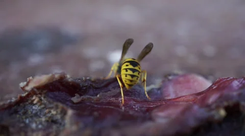 Wasp eats meat Stock Footage 55656414