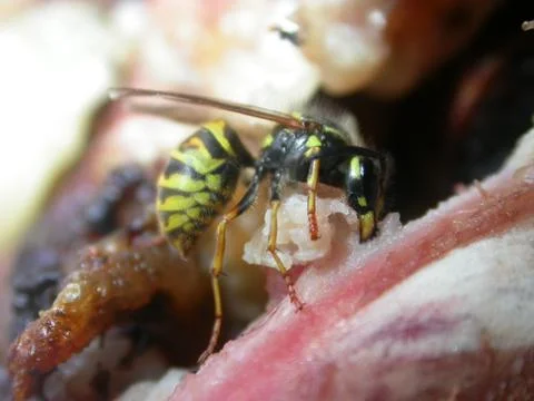 Wasp eats Meat Stock Photos