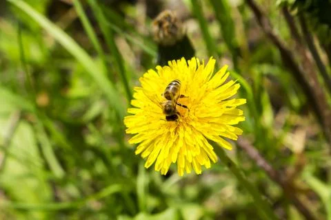 Wasp eats nectar dandelion Stock Photos