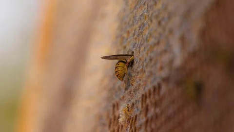 A wasp eats nectar from honeycombs. Stock Footage 318416164