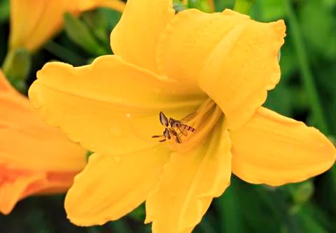 Wasp eats nectar lily 스톡 사진