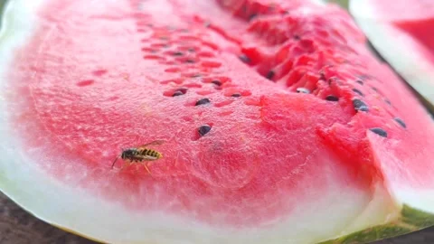 A wasp eats nectar from a watermelon Stock Footage 163124269