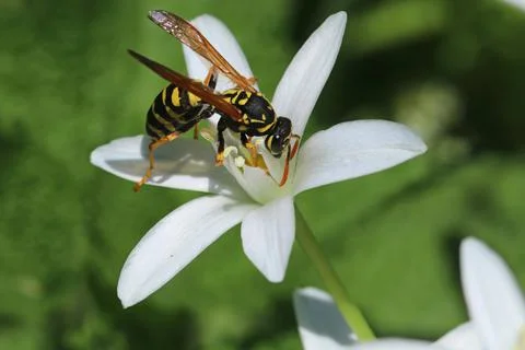 Wasp eats nectar on white Ornithogalum divergens flower. Rare plant. Stock Photos