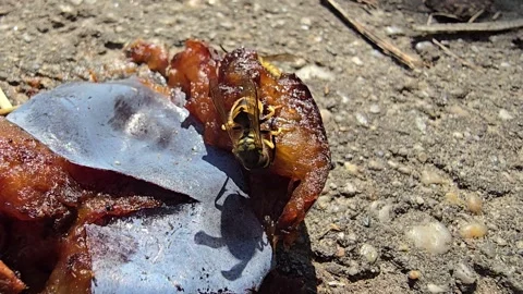 The wasp eats the plum that has fallen from the tree Stock Footage 283467829
