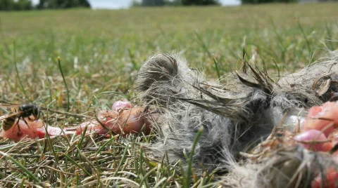 Wasp eats rabbit 3 Stockbeeldmateriaal 862093