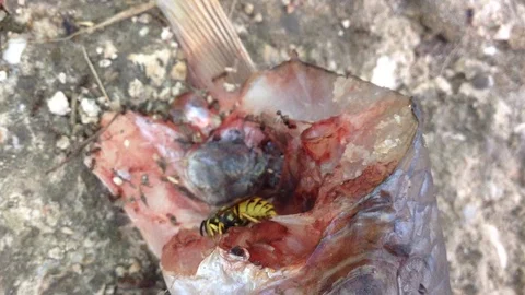 Wasp Eats Raw Fish Head Close Up Stock Footage 87095556