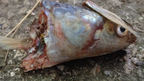 Wasp Eats Raw Fish Head Close Up 2 Stock Footage 87095565