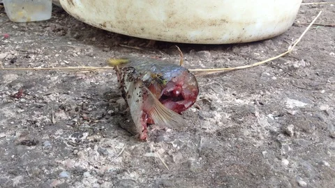 Wasp Eats Raw Fish Head Close Up 3 Stock Footage 87095600