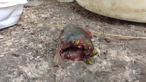 Wasp Eats Raw Fish Head Close Up 3 Stock Footage 87095607