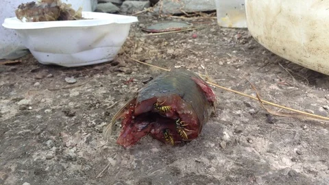 Wasp Eats Raw Fish Head Close Up 4 Stock Footage 87095608