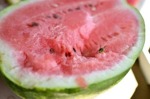 Wasp eats a red watermelon in nature Stock Photos