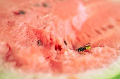 Wasp eats a red watermelon in nature Stock Photos