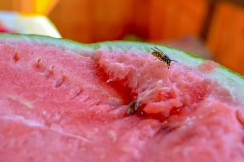 Wasp eats a red watermelon in nature Stock Photos
