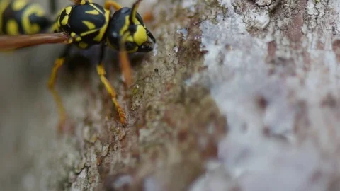 Wasp eats transparent honey, soft focus, close-up	 Vídeo Stock 127190435