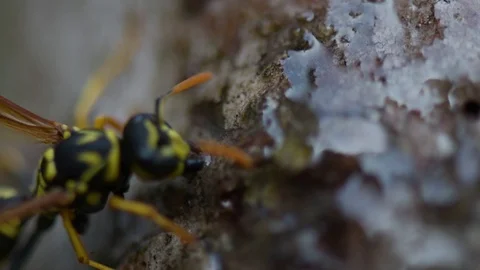 Wasp eats transparent honey, soft focus, close-up	 Vídeo Stock 127190490