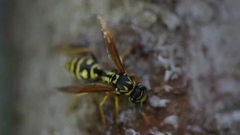 Wasp eats transparent honey, soft focus, close-up	 Vídeo Stock 127190603