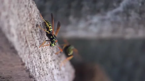 Wasp eats wood to build a wasp nest, wasps paper nest copy space Stock Footage 136201573