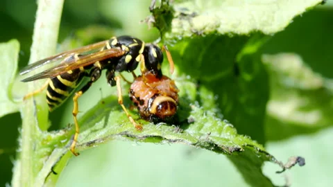 Wasp eats a worm in 4K VIDEO. Close-up of insect pest and his natural enemy. Stock Footage 202693111