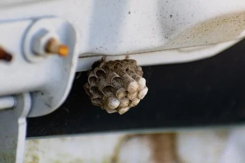 Wasp eggs in a hexagonal nest hanging in a car interior, vespula Stockfoto's