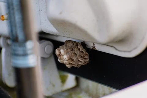Wasp eggs in a hexagonal nest hanging in a car interior, vespula Stockfoto's