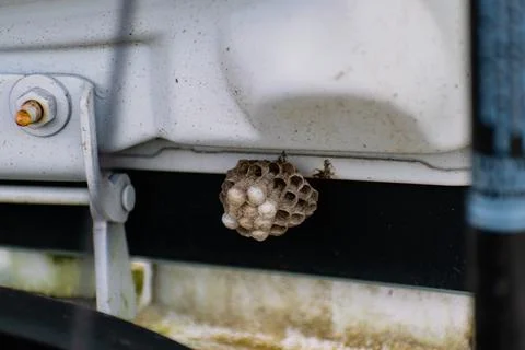 Wasp eggs in a hexagonal nest hanging in a car interior, vespula Stock-Fotos