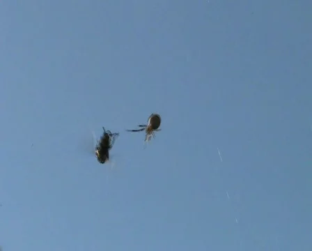 Wasp escaping spider Video stock 344368