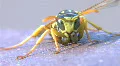 Wasp face HD Footage